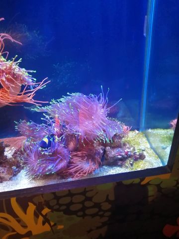 photo of bubble-tip anemone