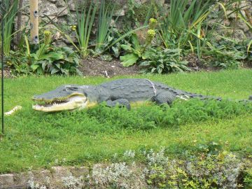 photo of 'crocodile'