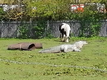 photo of 'crocodile'
