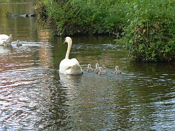 photo of cygnets