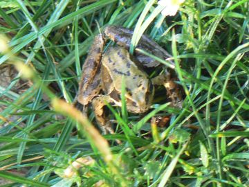 photo of frog