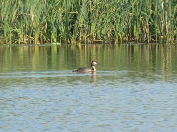 great crested grebe photo taken at Tixall Wide