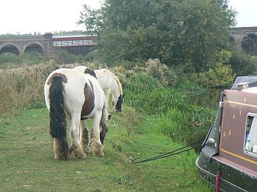 photo of horse beside boat