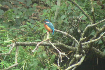 kingfisher photo taken by Audlem Top Lock
