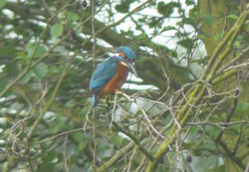 kingfisher photo taken at Polesworth