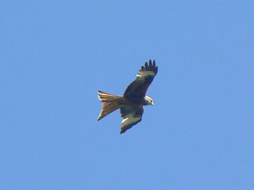 photo of red kite