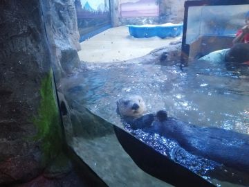 photo of sea otter