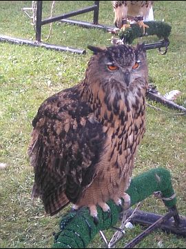 photo of Eurasian Eagle Owl