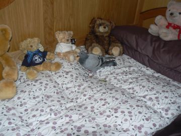 photo of wild pigeon in cabin