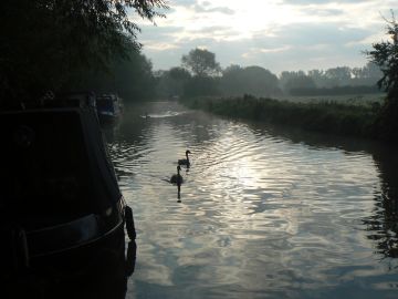 early morning photo of swans at Linslade