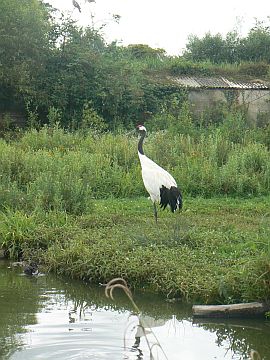 photo of red-capped crane