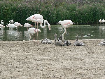 photo of greater flamingo