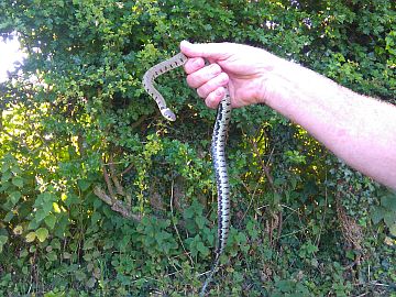 photo of grass snake