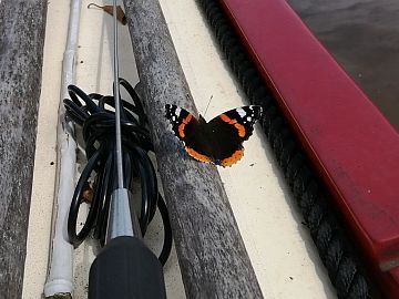 photo of butterfly on board