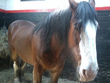 photo of Clydesdale horse