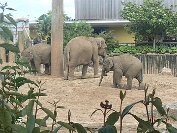 photo of elephants