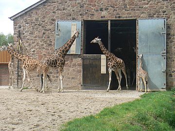 photo of giraffe