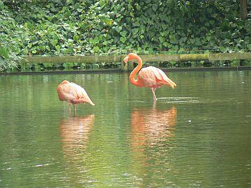photo of flamingo